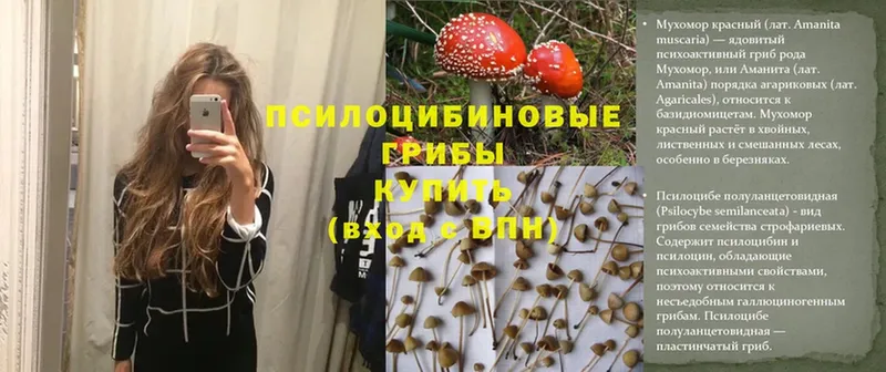 Псилоцибиновые грибы Psilocybine cubensis  Бирюсинск 